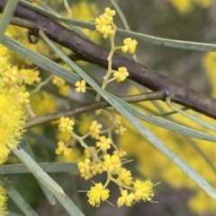 Acacia boormanii (Snowy River Wattle) at Majura, ACT - 28 Aug 2021 by JaneR