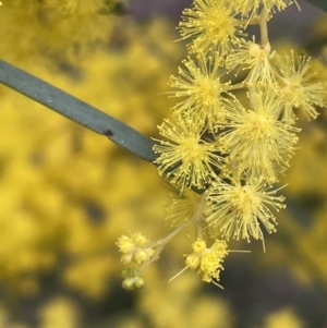 Acacia boormanii at Majura, ACT - 28 Aug 2021 04:54 PM