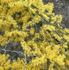 Acacia boormanii at Majura, ACT - 28 Aug 2021 04:54 PM