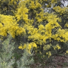 Acacia boormanii at Majura, ACT - 28 Aug 2021 04:54 PM