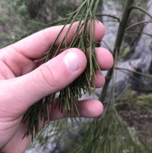 Exocarpos cupressiformis at Garran, ACT - 27 Aug 2021 01:46 PM