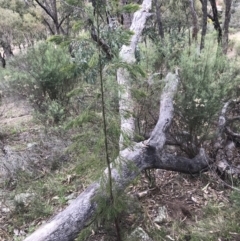 Exocarpos cupressiformis at Garran, ACT - 27 Aug 2021 01:46 PM