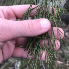 Exocarpos cupressiformis at Garran, ACT - 27 Aug 2021 01:46 PM