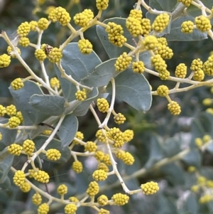 Acacia cultriformis at Majura, ACT - 28 Aug 2021