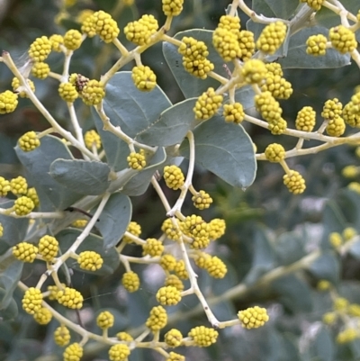 Acacia cultriformis (Knife Leaf Wattle) at Majura, ACT - 28 Aug 2021 by JaneR