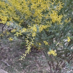 Acacia cultriformis at Majura, ACT - 28 Aug 2021 04:09 PM