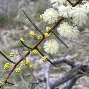 Acacia genistifolia at Majura, ACT - 28 Aug 2021 04:33 PM