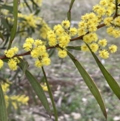 Acacia rubida (Red-stemmed Wattle, Red-leaved Wattle) at Majura, ACT - 28 Aug 2021 by JaneR