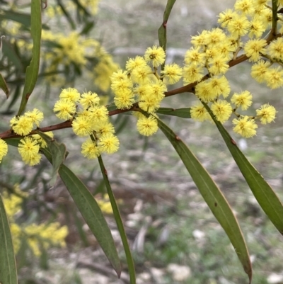 Acacia rubida (Red-stemmed Wattle, Red-leaved Wattle) at Campbell Park Woodland - 28 Aug 2021 by JaneR
