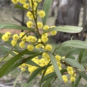 Acacia rubida at Majura, ACT - 28 Aug 2021