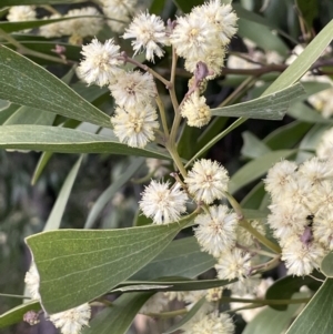 Acacia melanoxylon at Majura, ACT - 28 Aug 2021