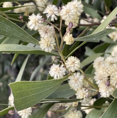 Acacia melanoxylon (Blackwood) at Majura, ACT - 28 Aug 2021 by JaneR