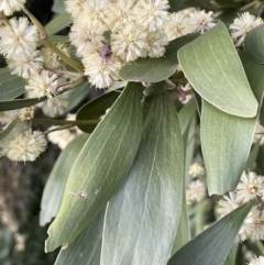 Acacia melanoxylon at Majura, ACT - 28 Aug 2021