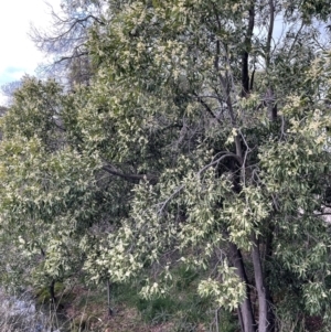 Acacia melanoxylon at Majura, ACT - 28 Aug 2021