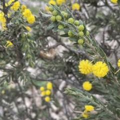 Acacia paradoxa at Majura, ACT - 28 Aug 2021