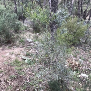 Dodonaea viscosa subsp. angustifolia at Garran, ACT - 27 Aug 2021 01:48 PM