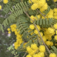 Acacia cardiophylla (Wyalong Wattle) at Campbell Park Woodland - 28 Aug 2021 by JaneR