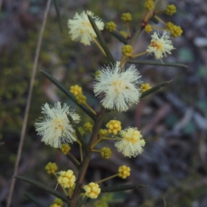 Acacia genistifolia at Bungendore, NSW - 10 Jul 2021 04:31 PM