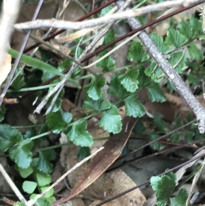 Asplenium flabellifolium at Garran, ACT - 27 Aug 2021 01:50 PM