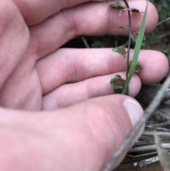 Asplenium flabellifolium at Garran, ACT - 27 Aug 2021