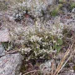 Cryptandra amara (Bitter Cryptandra) at Tuggeranong Hill - 28 Aug 2021 by jamesjonklaas