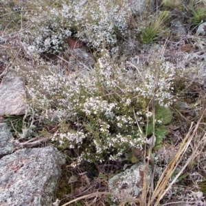 Cryptandra amara at Calwell, ACT - 28 Aug 2021 12:25 PM