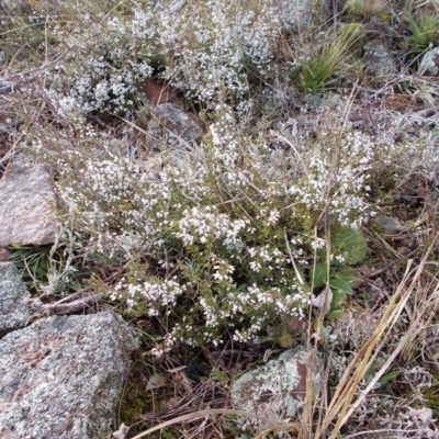 Cryptandra amara (Bitter Cryptandra) at Calwell, ACT - 28 Aug 2021 by jamesjonklaas