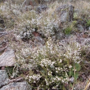 Cryptandra amara at Calwell, ACT - 28 Aug 2021