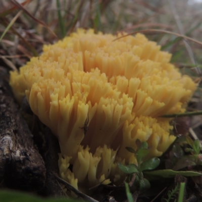Ramaria sp. (A Coral fungus) at Bungendore, NSW - 10 Jul 2021 by michaelb