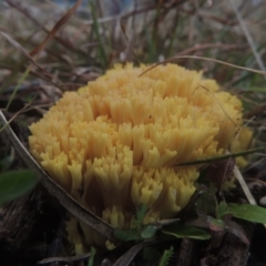 Ramaria sp. at Bungendore, NSW - 10 Jul 2021