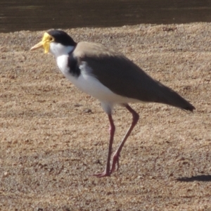 Vanellus miles at Tharwa, ACT - 21 Aug 2021