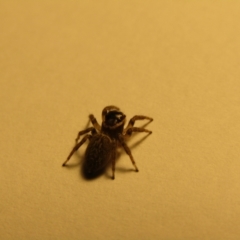 Maratus griseus at McKellar, ACT - 28 Aug 2021