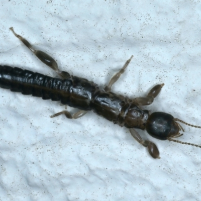 Metoligotoma sp. (genus) (Webspinner) at Ainslie, ACT - 25 Aug 2021 by jbromilow50