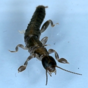 Metoligotoma sp. (genus) at Ainslie, ACT - 25 Aug 2021