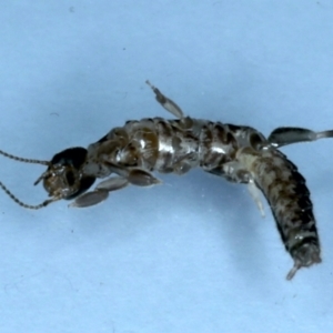 Metoligotoma sp. (genus) at Ainslie, ACT - 25 Aug 2021