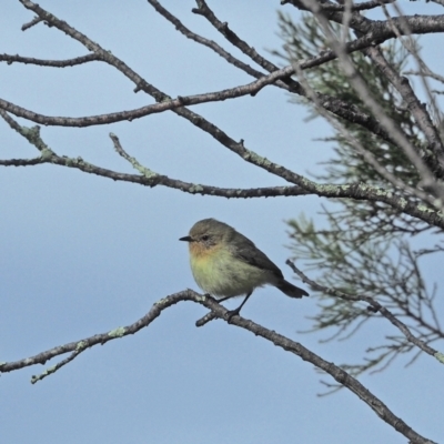 Acanthiza nana (Yellow Thornbill) at Woodstock Nature Reserve - 28 Aug 2021 by wombey