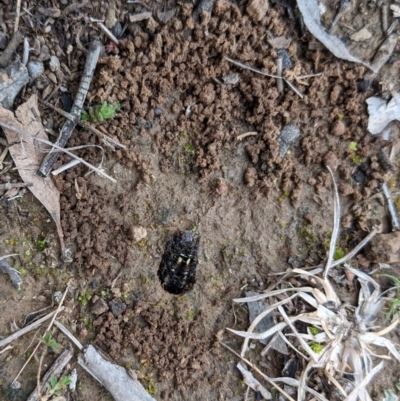 Apina callisto (Pasture Day Moth) at Hackett, ACT - 29 Aug 2021 by WalterEgo