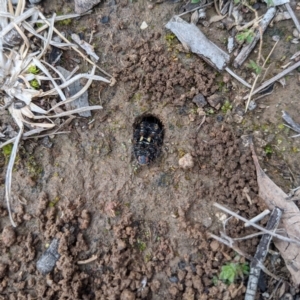 Apina callisto at Hackett, ACT - 29 Aug 2021 12:05 PM