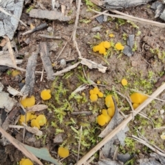 Phaeohelotium (Discinella terrestris aggregate) at Molonglo Valley, ACT - 19 Jul 2021 by RogerH