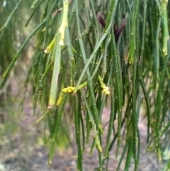 Exocarpos cupressiformis (Cherry Ballart) at Corang, NSW - 28 Aug 2021 by LeonieWood