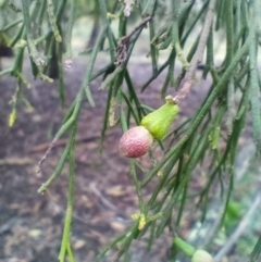 Exocarpos cupressiformis (Cherry Ballart) at Corang, NSW - 28 Aug 2021 by LeonieWood