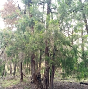 Exocarpos cupressiformis at Corang, NSW - 29 Aug 2021