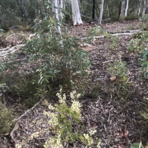 Acacia ulicifolia at Bruce, ACT - 8 May 2021 11:15 AM