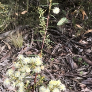 Acacia ulicifolia at Bruce, ACT - 8 May 2021 11:15 AM