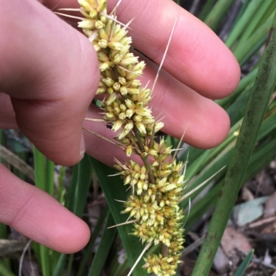 Lomandra longifolia (Spiny-headed Mat-rush, Honey Reed) at Downer, ACT - 28 Aug 2021 by Ned_Johnston