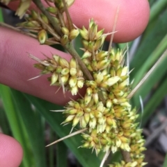 Lomandra longifolia at Downer, ACT - 28 Aug 2021