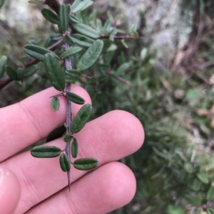 Pyracantha angustifolia at Garran, ACT - 27 Aug 2021 01:52 PM