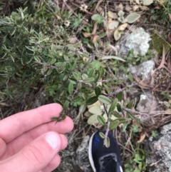 Pyracantha angustifolia at Garran, ACT - 27 Aug 2021