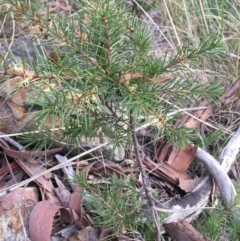 Hakea decurrens (Bushy Needlewood) at Downer, ACT - 28 Aug 2021 by Ned_Johnston