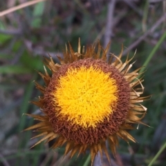 Coronidium oxylepis subsp. lanatum (Woolly Pointed Everlasting) at Downer, ACT - 28 Aug 2021 by Ned_Johnston